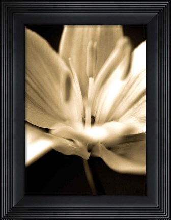 Framed Radiance III Print