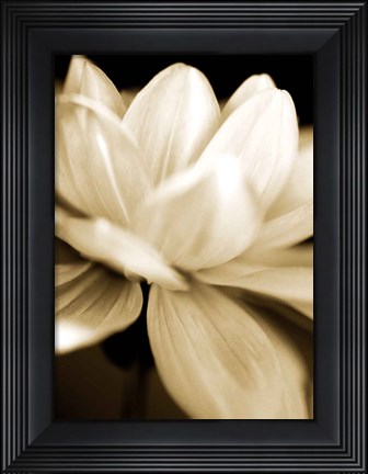 Framed Radiance II Print