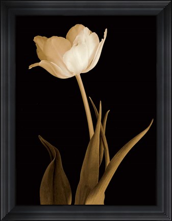 Framed Splendid Beauty Print