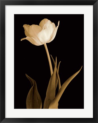 Framed Splendid Beauty Print