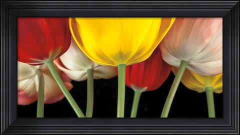 Framed Sunshine Tulips Print