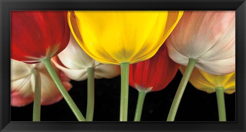 Framed Sunshine Tulips Print