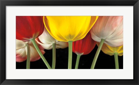 Framed Sunshine Tulips Print