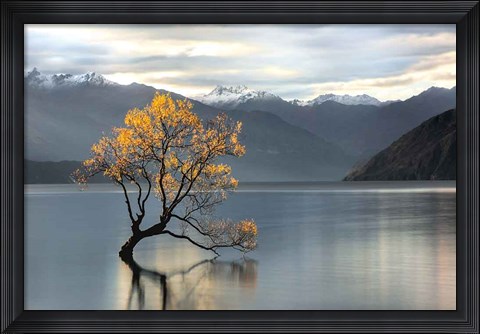 Framed Undisturbed Print