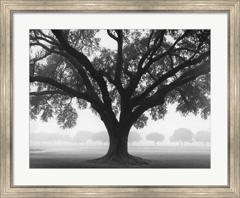 Framed Silhouette Oak Print