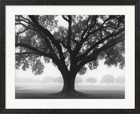 Framed Silhouette Oak Print