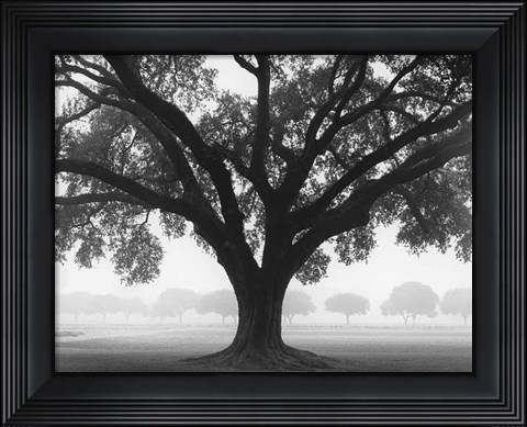 Framed Silhouette Oak Print