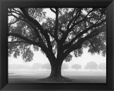 Framed Silhouette Oak Print