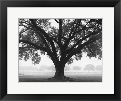 Framed Silhouette Oak Print