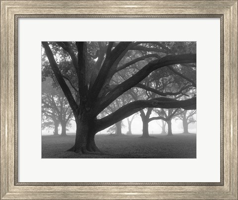 Framed Oak Grove in Fog (black &amp; white) Print