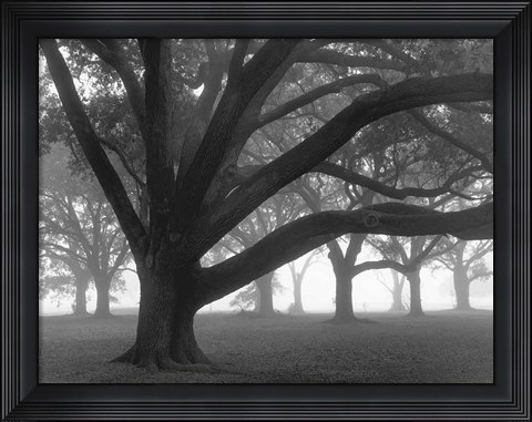 Framed Oak Grove in Fog (black &amp; white) Print