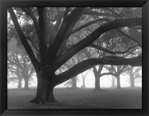 Framed Oak Grove in Fog (black &amp; white) Print