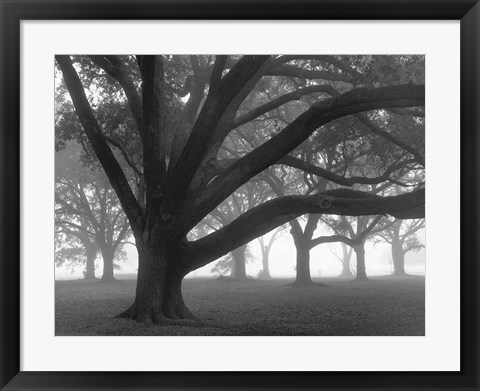 Framed Oak Grove in Fog (black &amp; white) Print