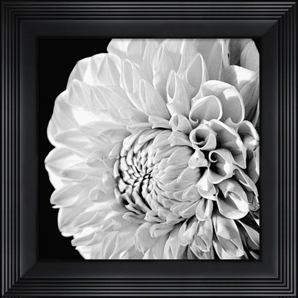 Framed Sunburst II Print