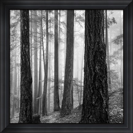 Framed Photography Print