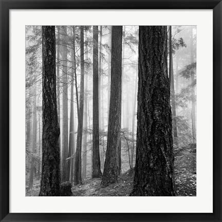 Framed Photography Print