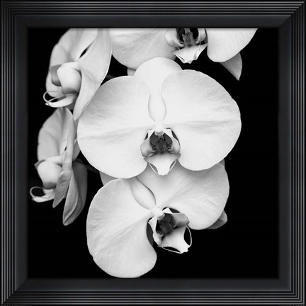 Framed Orchid Portrait I Print