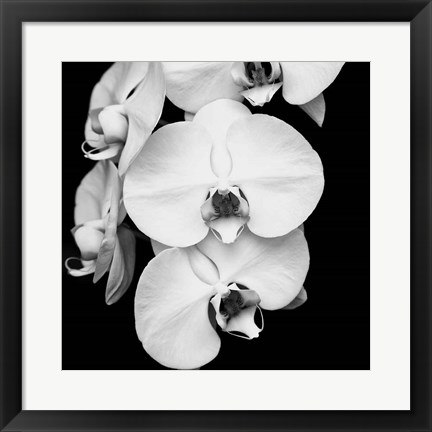 Framed Orchid Portrait I Print