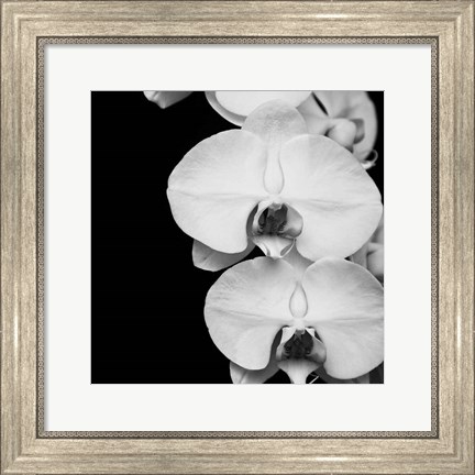 Framed Orchid Portrait II Print