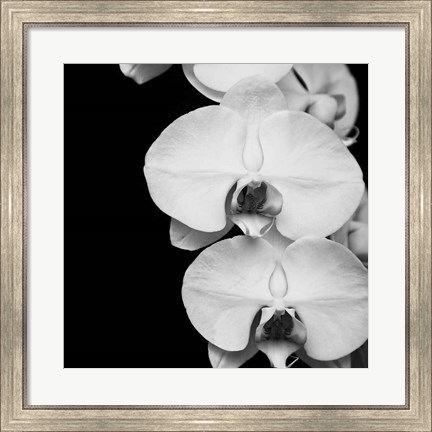 Framed Orchid Portrait II Print