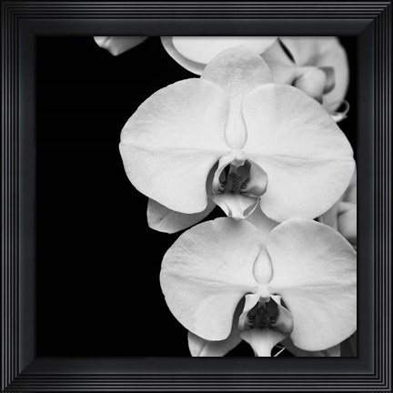 Framed Orchid Portrait II Print