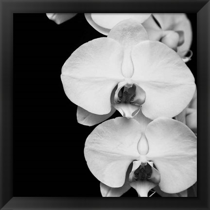 Framed Orchid Portrait II Print