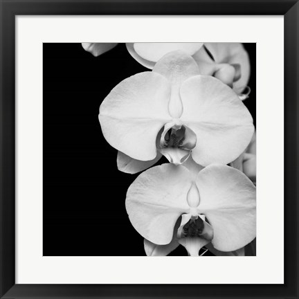 Framed Orchid Portrait II Print