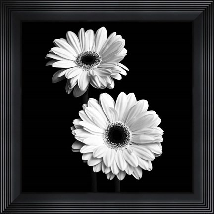 Framed Gerbera Portrait I Print