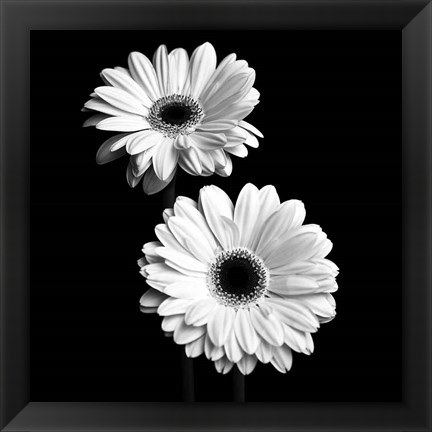 Framed Gerbera Portrait I Print