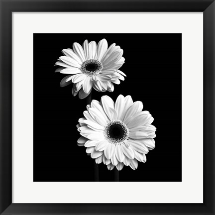 Framed Gerbera Portrait I Print