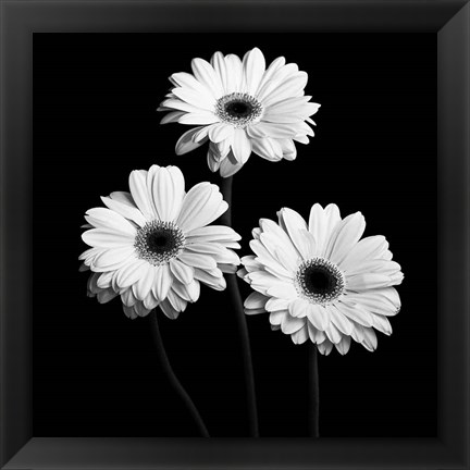 Framed Gerbera Portrait II Print