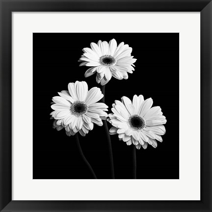 Framed Gerbera Portrait II Print