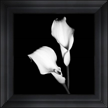 Framed Calla Portrait I Print