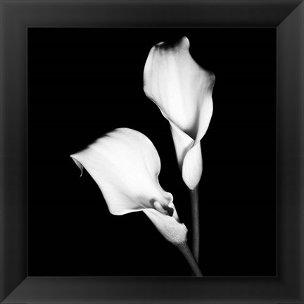 Framed Calla Portrait I Print