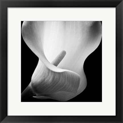 Framed Softness I Print