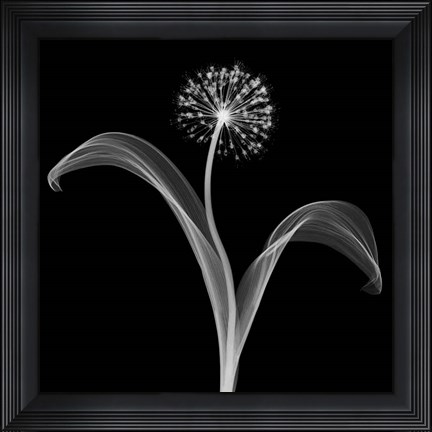 Framed Into the Night I Print