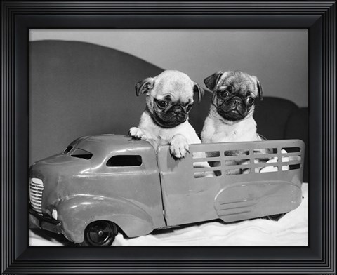 Framed Pug Puppies Sitting In Back Of Toy Truck Print