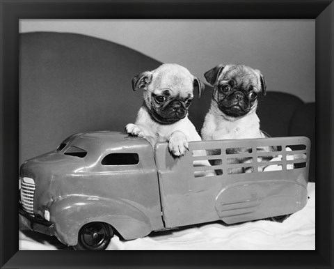 Framed Pug Puppies Sitting In Back Of Toy Truck Print