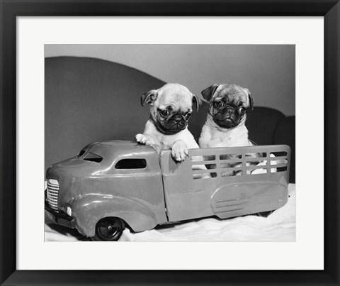 Framed Pug Puppies Sitting In Back Of Toy Truck Print