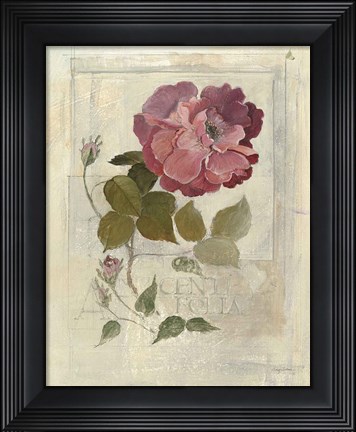 Framed Centifolia Rose Crop Print