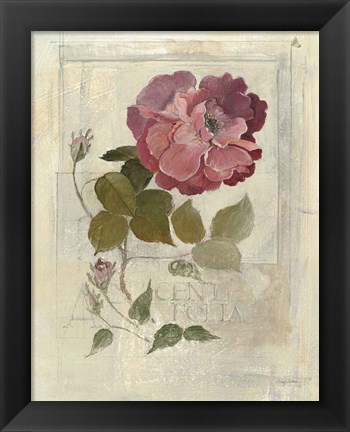 Framed Centifolia Rose Crop Print