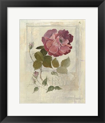 Framed Centifolia Rose Crop Print