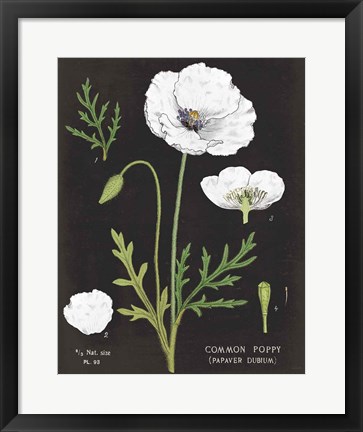 Framed White Poppy Chart Print