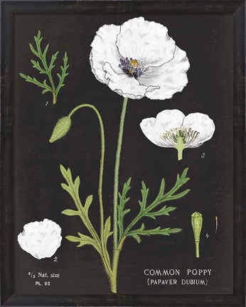 Framed White Poppy Chart Print
