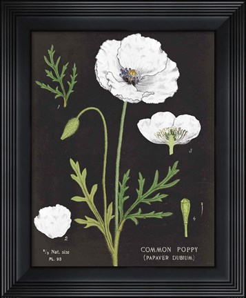 Framed White Poppy Chart Print