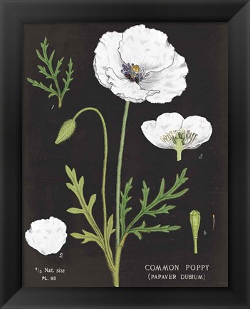 Framed White Poppy Chart Print