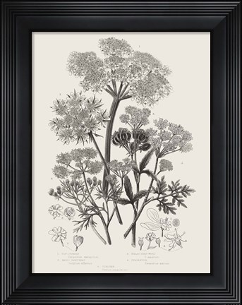 Framed Flowering Plants VI Neutral Print