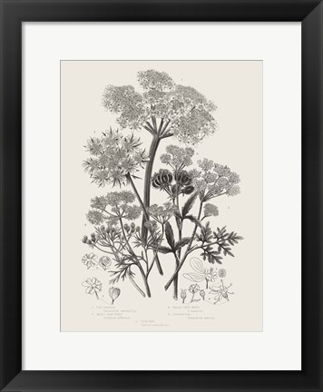 Framed Flowering Plants VI Neutral Print