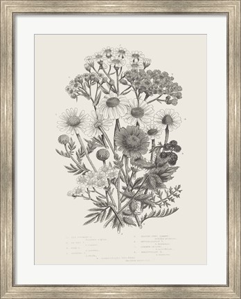 Framed Flowering Plants V Neutral Print