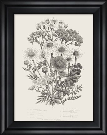 Framed Flowering Plants V Neutral Print